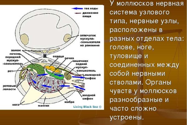 Блэкспрут пишет вы забанены что делать